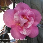 Achimenantha Star Tracker