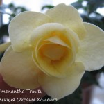 Achimenantha Trinity