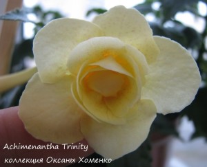 Achimenantha Trinity