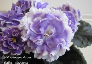 NK-Lilon Lila (2)
