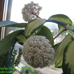 Hoya parasitica variegated (2)