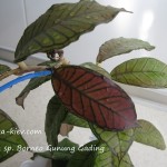 Hoya sp. Borneo Gunung Gading (3)
