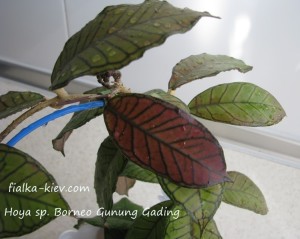 Hoya sp. Borneo Gunung Gading (3)
