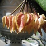 Hoya sp. Sarawak Borneo (Hoya undulata ) (4)
