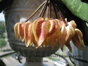 Hoya sp. Sarawak Borneo (Hoya undulata ) (4)
