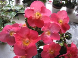 Achimenantha Aquarius (3)