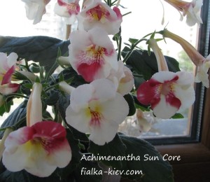 Achimenantha Sun Core