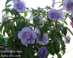 Double Blue Rosе (4)