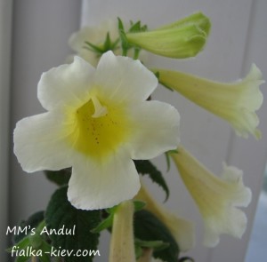 MM’s Andul