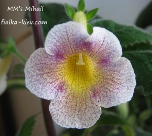 MM’s Mihail