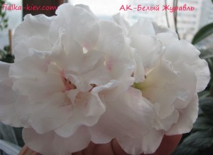 AK-Belyy Zhuravl'