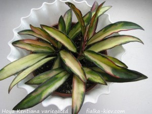Hoya Kentiana variegated (3)