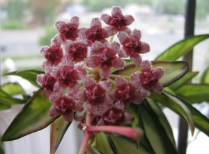 Hoya Kentiana variegated (4)