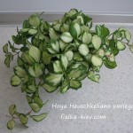 Hoya Heuschkeliana variegated (3)