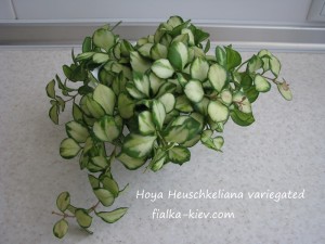 Hoya Heuschkeliana variegated (3)