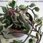 Hoya carnosa Holliana (2)