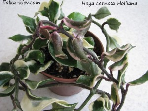 Hoya carnosa Holliana (2)