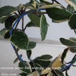 Hoya сarnosa snow ball margin variegata