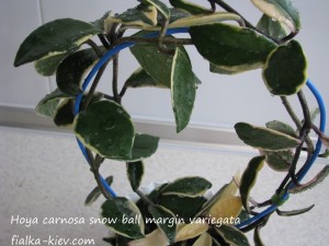 Hoya сarnosa snow ball margin variegata