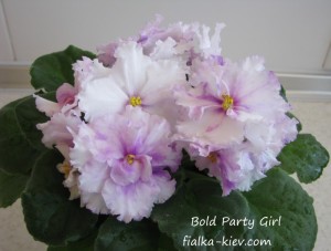 Bold Party Girl (3)