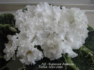LE-Kryl'ya Angela (2)