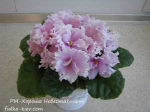RM-Khorosha Nevesta