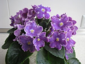 DS-Izyum (2)