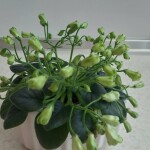 Emerald Bell