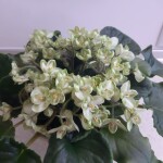 Emerald Love