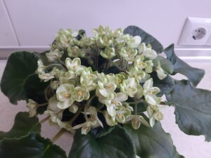 Emerald Love