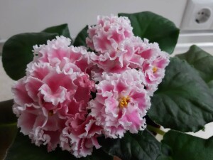 PT-Rozita