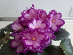RS-Myuzikl (3)