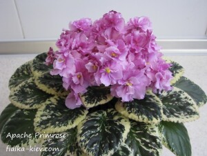 Apache Primrose (2)