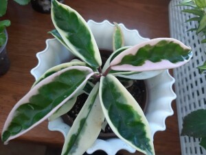 Carnosa 'Suzie Q'