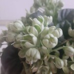 Frozen Bells