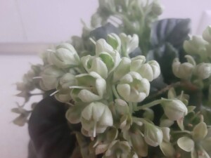Frozen Bells