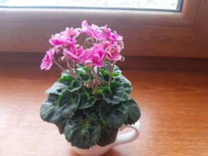Little Miss Muffet (2)