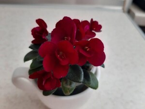 Precious Red