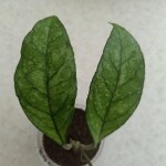 Hoya Crassipetiolata from Vietnam Splash Leaves