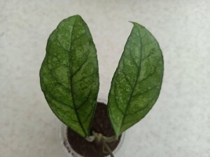 Hoya Crassipetiolata from Vietnam Splash Leaves