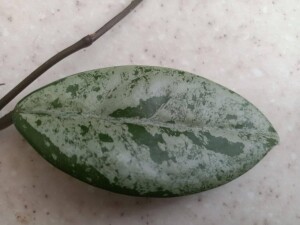 Hoya carnosa cv. Wilbur Graves