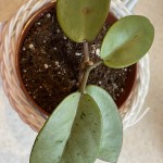 Hoya cv. Silver Dollar