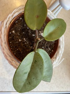 Hoya cv. Silver Dollar