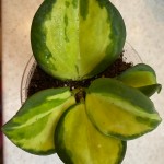 Hoya pachyclada variegata with elloy center