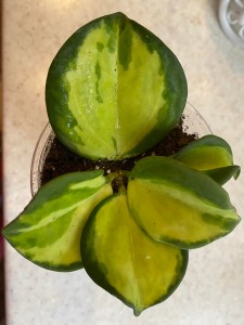 Hoya pachyclada variegata with elloy center