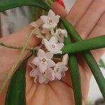 Hoya shepherdii