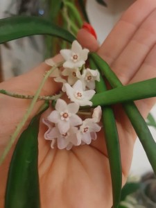 Hoya shepherdii