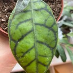 Hoya sp. Kalimantan