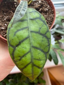Hoya sp. Kalimantan