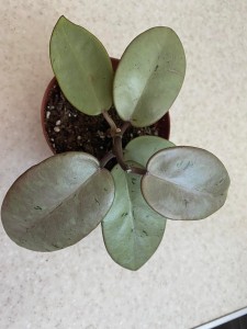 Hoya cv. Silver Dollar (4)